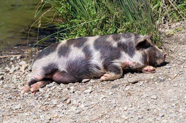 A black and white pig sleeps on a bed of gravel by a river, with grass and reeds in the background