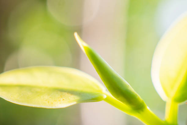 Natural plant green leaf in garden with bokeh background