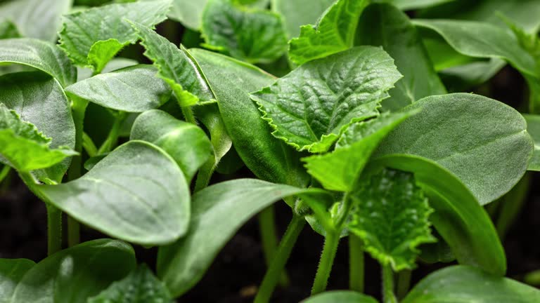 Growing plants in timelapse, Sprouts Germination, Seeds sprout through the soil, Newborn seeds, The birth of a new life in nature, Cutting a sprout through the ground