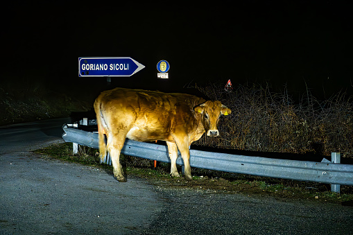 Goriano Sicoli, Italy A free range wandering cow is caught in the headlights of a car and a road sign for Goriano Sicoli
