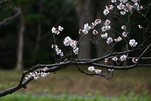 Japanese apricot (Ume) flowers. Flowers that fascinate and move the hearts of Japanese people as they remind us of the arrival of spring in the harsh cold.