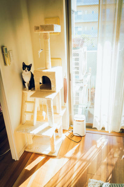 istock Black and white kitten climbing a shelf. 2056784563