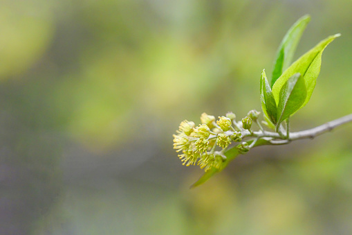 branch of a blossoming tree. Cherry tree in white flowers in Germany