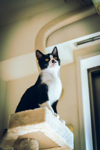 Black and white kitten climbing a shelf.
