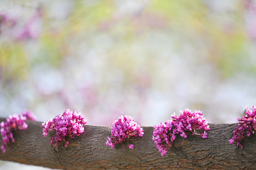 Redbud tree