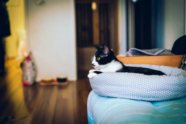 Black and white kitten sitting on a rug.