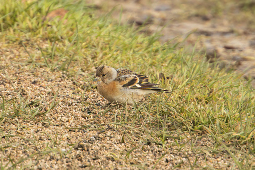 Brambling on the ground looking for feed