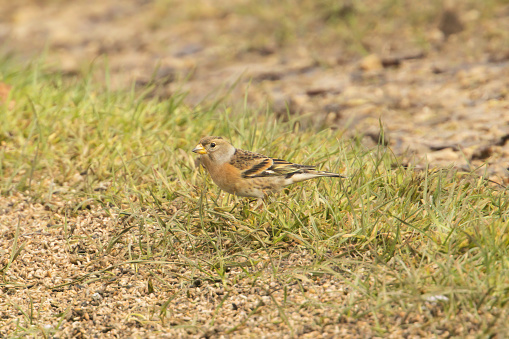 Brambling on the ground looking for feed