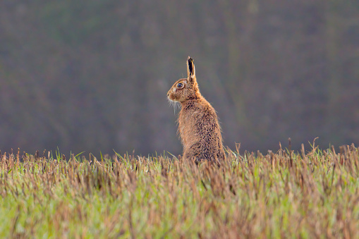 Hare sat in a field
