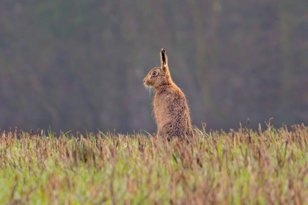 Hare Hare sat in a field vertebrate stock pictures, royalty-free photos & images