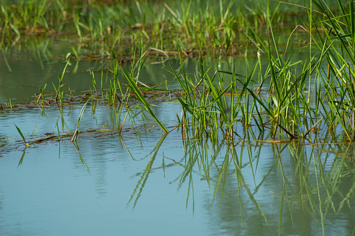 a natural pond in a garden covered with grass