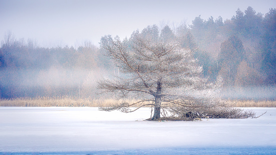 Solitary tree covered in ice against a foggy forest backdrop