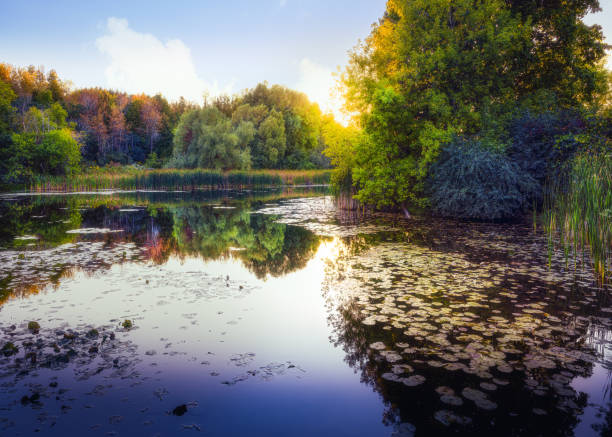 Beautiful pond with lily pads and wetland grasses reflecting the surrounding trees late in the afternoon.