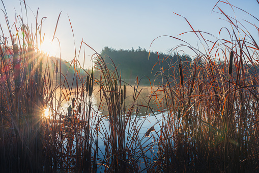 Early morning sun glowing over grasses at a calm lake