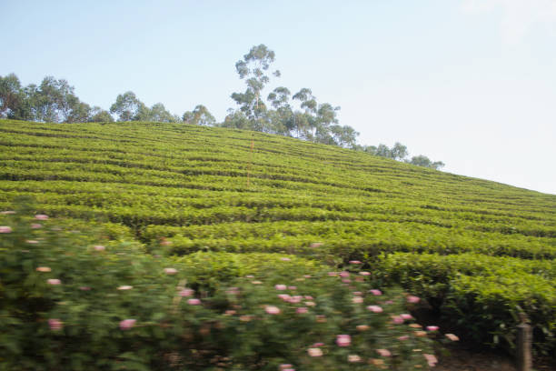 View of the beautiful tea plantation hills of Munnar, India