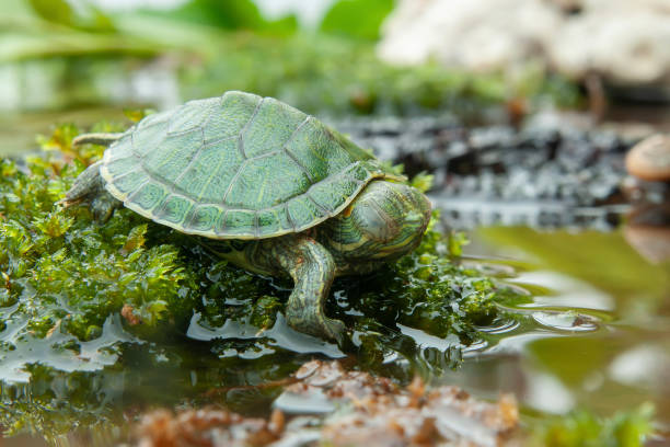 istock Brazilian turtle or black-bellied slider or Trachemys dorbigni 2056845998