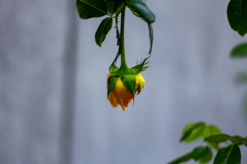 A yellow rose bud hangs upside down