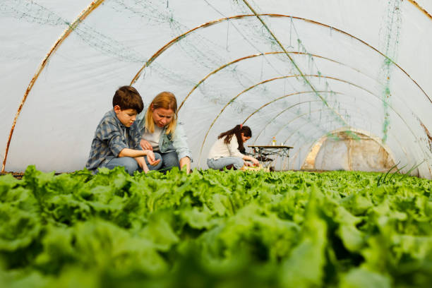 family farming time - greenhouse - leaf vegetable salad child spring fotografías e imágenes de stock