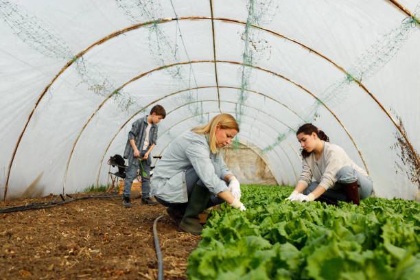 istock Family Farming Time - Greenhouse 2056888450