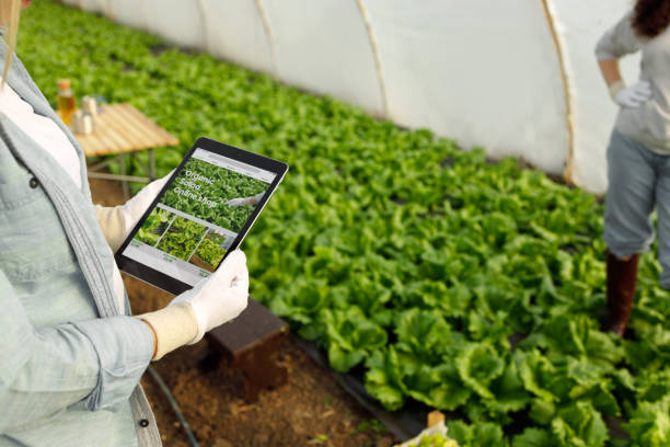 istock Organic Salad - Online Shop 2056888611