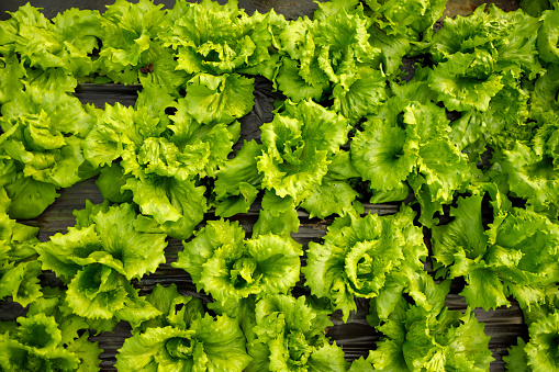 A close-up view of a vibrant green lettuce field inside a greenhouse, highlighting the texture and freshness of the leaves.