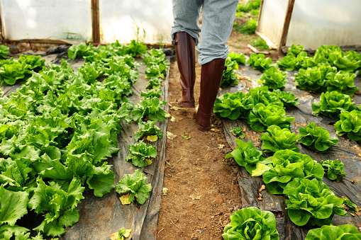 Scene of female legs in working boots walking through the lettuce greenhouse.