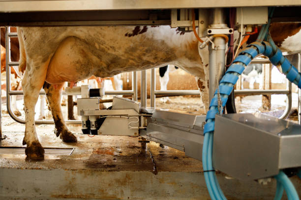 automatización de productos lácteos - animal husbandry industry dairy farm fotografías e imágenes de stock