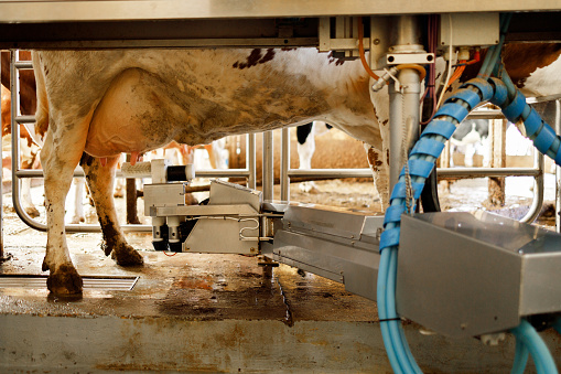 A cow stands ready for milking at an automated milking station, showcasing advanced technology in the dairy farming industry.