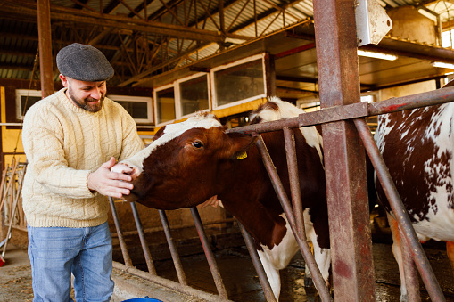 A farmer affectionately pets a cow poking its head through the barn fence, illustrating the close bond between livestock and farmer.