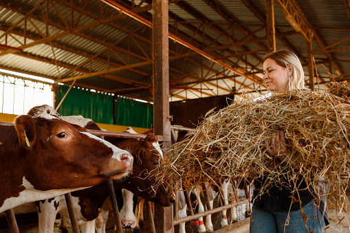 A female farmer is busy feeding hay to the cows, providing essential nourishment for the dairy herd within the barn.