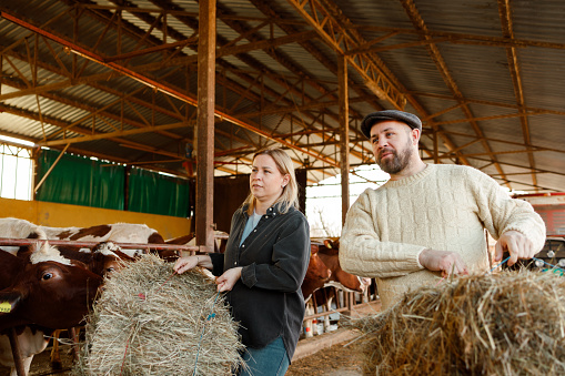 A male and female farming duo carry bales of hay to feed their herd of cows, a testament to the collaborative efforts required in daily farm operations.