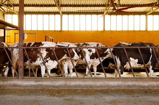 A group of dairy cows stands behind a fence in a well-lit barn, calmly waiting or feeding.