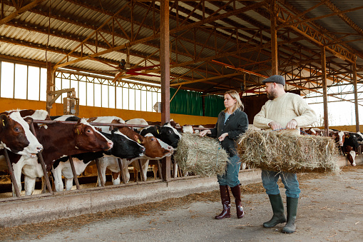 A male and female farming duo carry bales of hay to feed their herd of cows, a testament to the collaborative efforts required in daily farm operations.