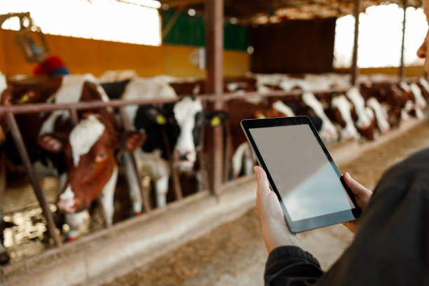 istock Dairy Farm Monitoring 2056891251