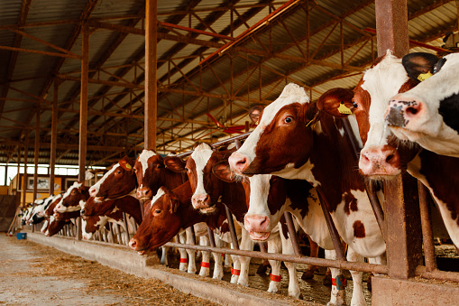 A group of dairy cows stands behind a fence in a well-lit barn, calmly waiting or feeding.