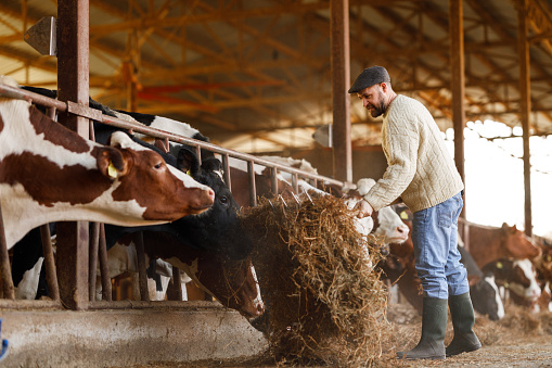 A farmer is captured in the act of distributing hay to a herd of attentive cows in a dairy barn, a routine yet crucial part of daily farm life.