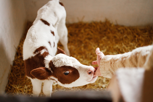 A newborn calf tentatively sniffs a farmer's hand in a warm, straw-bedded pen, symbolizing the gentle care given to young livestock on the farm.