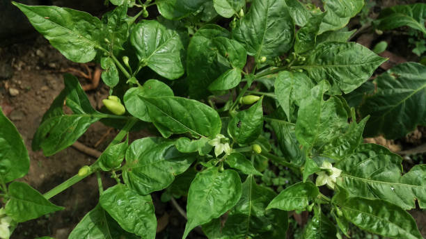 istock Green cayenne pepper plants bearing fruit 2056893444
