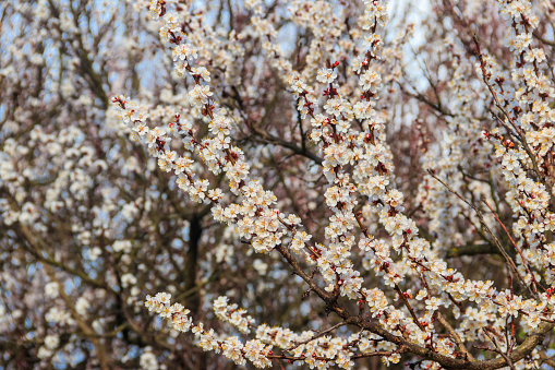 Plum blossoms in bloom isolated on blurred background in the spring