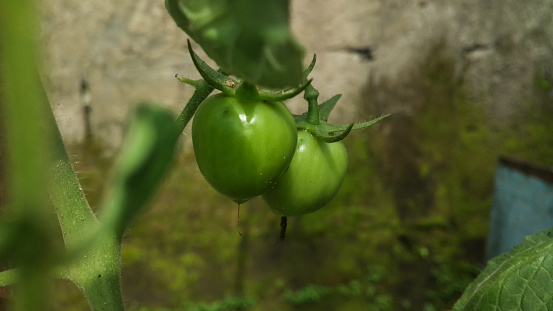 Unripe green tomatoes are not ready to harvest
