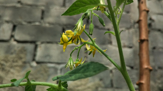 blooming tomato flowers on a bush in the garden