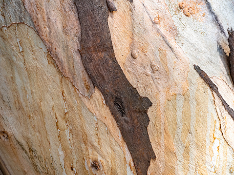 Abstract Eucalyptus tree bark