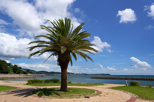 [Kira] Summer scenery of palm trees and blue sea.