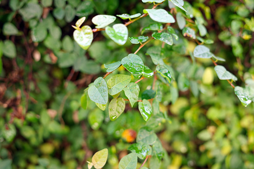 Daun Dolar Rambat, Dollar creepers Ficus pumila, a species of vines originating from the genus Ficus.