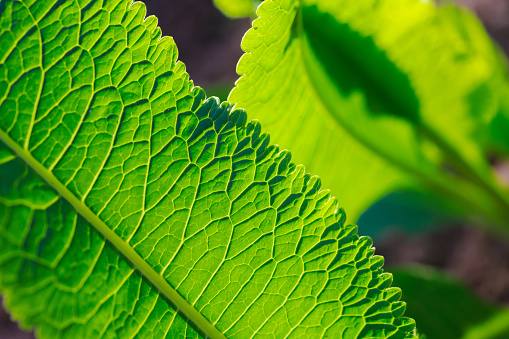 Close up of green tea leaves in tea farm