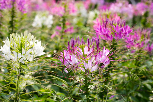 istock Cleome spinosa flower in the park 2056948132