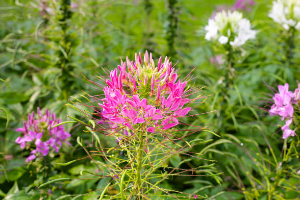 istock Cleome spinosa flower in the park 2056949701