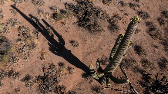 Afternoon aerial view of a saguaro cactus and its shadow in the wilderness surrounding Tucson, Arizona, USA.