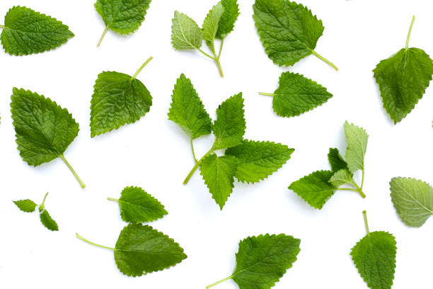 Fresh lemon balm leaves on white background.