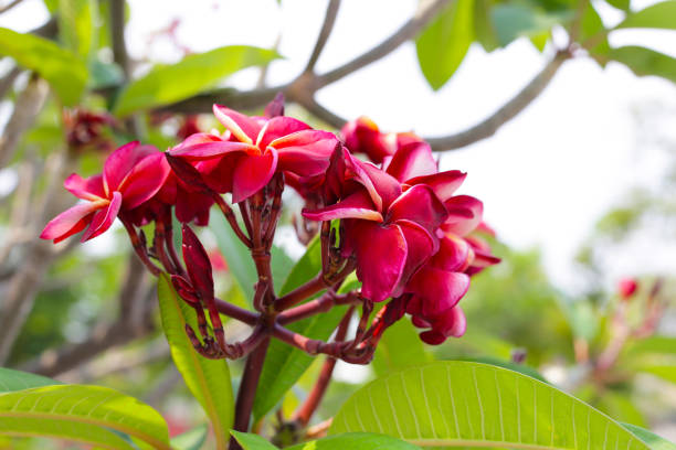 Plumeria or frangipani flower. Tropical tree